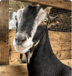 Black dairy goat standing inside a rustic homestead shelter