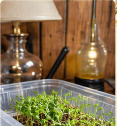 Young green seedlings growing indoors beneath a lamp