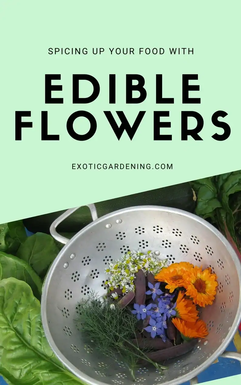 Spicing Up Your Food With Edible Flowers Quick Guide cover