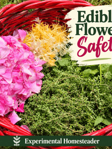 Freshly harvested garden flowers and herbs illustrating edible flower safety.