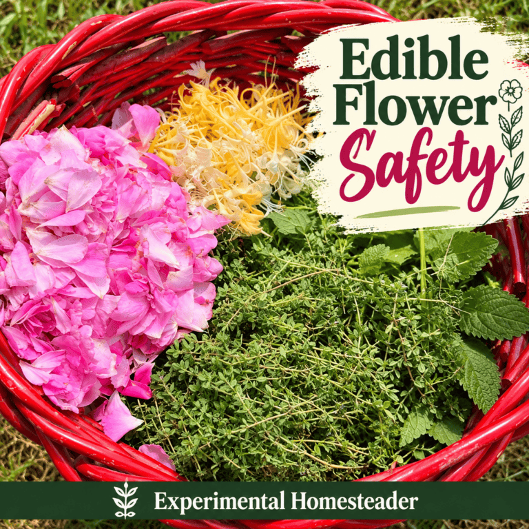 Freshly harvested garden flowers and herbs illustrating edible flower safety.