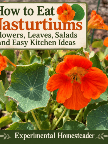 Orange nasturtium flowers and round green leaves featured in a guide to eating nasturtiums from Experimental Homesteader.